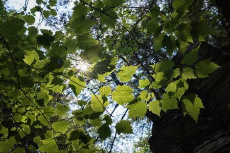 The sun shines its light through green leaves on trees growning at Robert H. Treman State Park in Ithaca in the Finger Lakes Region of New York State.  