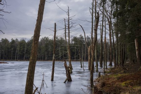 The Woodbourne Forest and Wildlife Preserve just south of Montrose, Pennsylvania, photographed during a cloudy winter day. Dead tree trunks stand tall from a frozen lake. 