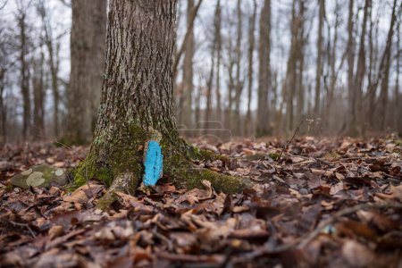 The Woodbourne Forest and Wildlife Preserve just south of Montrose, Pennsylvania, photographed during a cloudy winter day. A painted hiking marker rests on the ground after falling. 