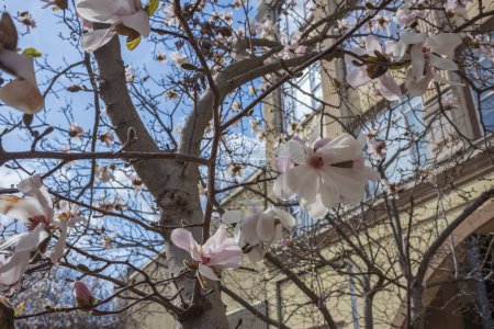 Ein Magnolienbaum zeigt seine Blüten an einem warmen Wintertag entlang der Main Street in der Innenstadt von Evansville, Indiana. 