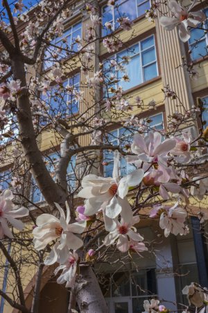 Ein Magnolienbaum zeigt seine Blüten an einem warmen Wintertag entlang der Main Street in der Innenstadt von Evansville, Indiana. 