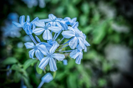 Foto de Una macro toma de flores de plumbago auriculata azul - Imagen libre de derechos