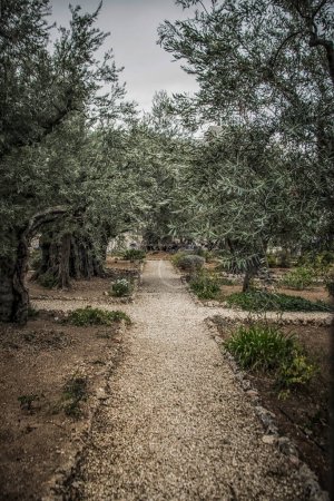 Téléchargez les photos : Un étroit sentier entre les oliviers dans le jardin de Gethsémani - en image libre de droit