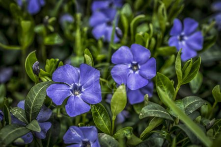 Close-up of purple-blue flowers of periwinkle (vinca minor) in spring garden