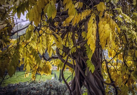Closeup of branches of Chinese wisteria with yellow leaves in autumn