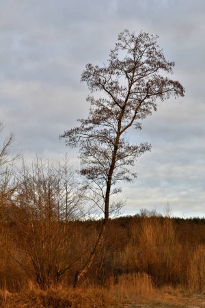 Photo for A tree with dried, non-fallen leaves among other trees without leaves, plants and grass against the background of a forest and a sky covered with clouds - Royalty Free Image