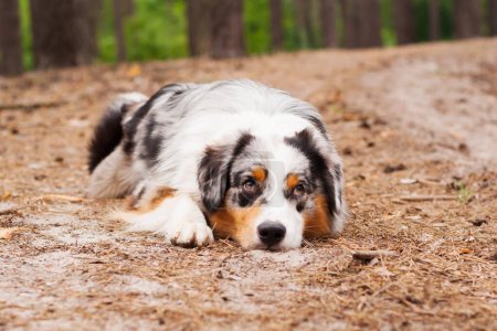 Photo for Handsome male Australian Shepherd posing lying down on the road in the forest - Royalty Free Image