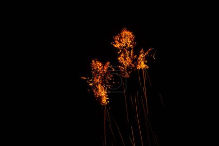 Foto de Fuegos artificiales sobre un fondo negro - Imagen libre de derechos