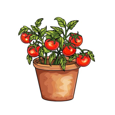 Tomatensetzlinge im Topf. Ökogarten zu Hause. Tomaten