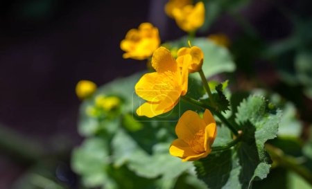 Foto de Caltha palustris - planta con flores amarillas, vista de cerca - Imagen libre de derechos