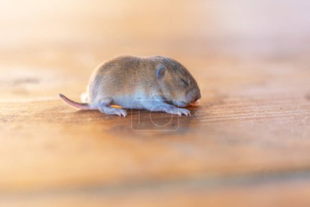 Foto de Un ratoncito cachorro, un ratoncito sobre un tablón de madera - Imagen libre de derechos