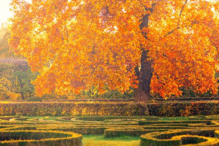 Foto de Árbol de otoño con hojas de color dorado en el parque, jardín de flores en Kromeriz, República Checa - Imagen libre de derechos