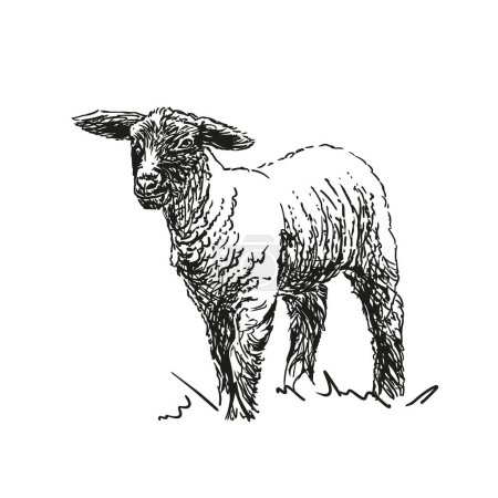 Ilustración de Cordero - animal de granja, ilustración vectorial dibujada a mano en blanco y negro, aislada sobre fondo blanco - Imagen libre de derechos