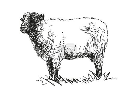 Ilustración de Oveja - animal de granja, ilustración vectorial dibujada a mano en blanco y negro, aislada sobre fondo blanco - Imagen libre de derechos
