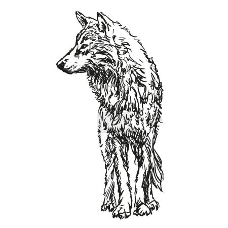 Illustration for Wolf - hand drawn black and white vector illustration isolated on white background - Royalty Free Image