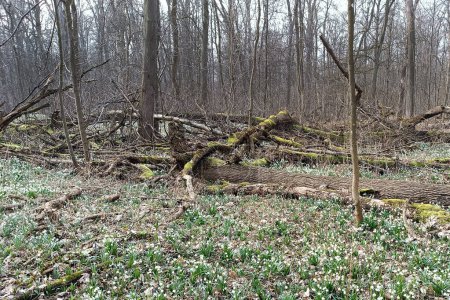 The forest in Litovelske pomoravi wakes up after winter. It's just a pity that the beautiful flowers of snowdrops and pales are prevented from creating beautiful places by a lot of clutter