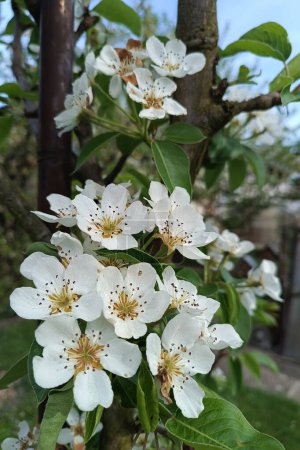 The pear tree blossomed, this year it came earlier