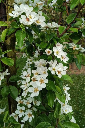 The pear tree blossomed, this year it came earlier