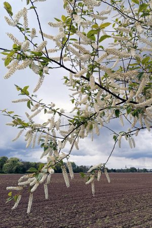 Árboles con hermosas flores (Prunus padus) florecieron a lo largo del carril bici a Litovel, República Checa. Flores largas significativas que contienen miel