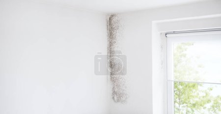Photo for Wall and window with mold, banner with copy space, defeat mold and preserve home with specialized Anti-Mold products and services. Professional remediation, shopping resistant materials and coatings. - Royalty Free Image
