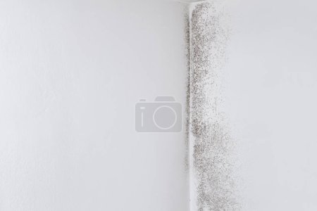 Photo for Wall with mold, banner background with copy space, defeat mold and preserve home with specialized Anti-Mold products and services. Professional remediation, shopping resistant materials and coatings. - Royalty Free Image