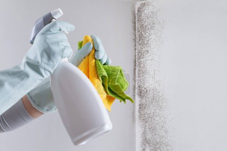 Hände mit Handschuhen und Sprühflasche isoliert an der Wand mit Schimmel. Beseitigen Sie Schimmel mit spezialisierten Anti-Schimmel-Produkten. Suchen Reinigungsunternehmen Unterstützung. Reinigungsprodukte oder Reinigungskonzept einkaufen.