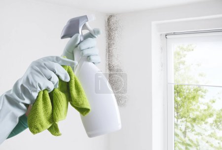 Hands with gloves and spray bottle isolated on wall with mold and window. Eliminate Mold with Anti-Mold Products. Contacts housekeeping company. Advertising, Shopping and e commerce banner template
