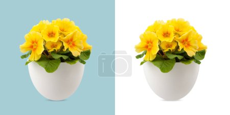 Photo for Spring time blossom of yellow Primroses flowers in pot, front view close up isolated on white and light blue background - Royalty Free Image