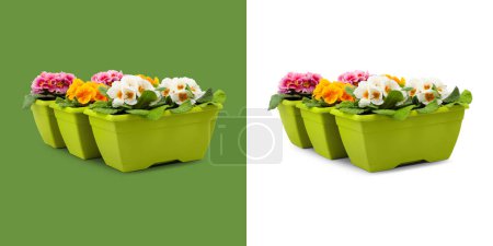 Photo for Flowered Primroses plants in plastic green pots. Flowers front view isolated on white and green background. Spring, gardening and flowers gift concept or greenhouse and florist shop - Royalty Free Image
