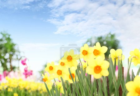 Kwiat tło ogród z błękitnym niebem. Żonkile kwitną. Pielęgnacja kwiatów ogrodowych. Sprzedaż kwiatów w szklarni i kwiaciarni. Baner reklamowy z miejscem do kopiowania do ogrodnictwa