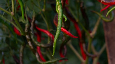 Chili-Pflanzen treten in die Erntezeit ein, einer der hochwertigen Rohstoffe, die die Wirtschaft der Bauern im Dorf verbessern können