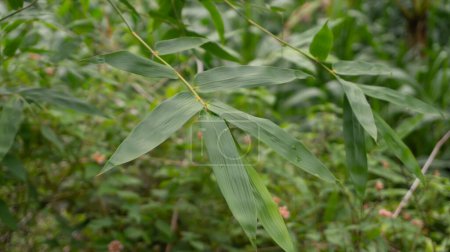 Hoja verde vibrante de una planta de bambú, mostrando su belleza natural y textura intrincada. Esta hoja es un componente esencial de la planta de bambú, contribuyendo a su exuberante follaje y encanto tropical.