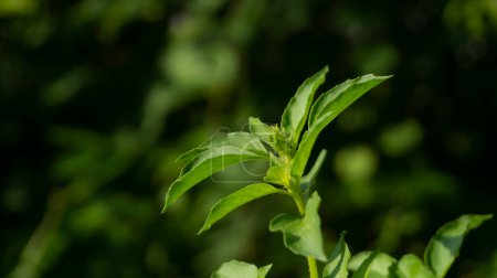 La espinaca malabar, también conocida como Basella alba, es un vegetal de hoja verde apreciado por sus vibrantes hojas verdes y su rico contenido nutricional. Esta vid trepadora tropical produce follaje comestible que se usa comúnmente en preparaciones culinarias.