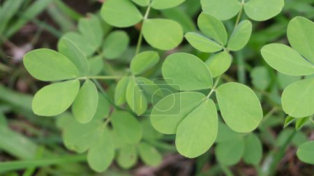 Photo for Peanut leaf is characterized by its vibrant green color and distinctive texture, featuring prominent veins and a slightly rough surface - Royalty Free Image
