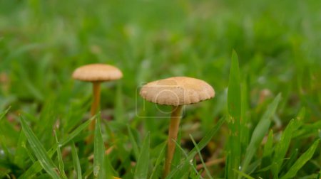 Mushrooms flourishing amidst a bed of lush grass. These mushrooms exhibit a diverse range of shapes and hues, emerging from the damp, nutrient-rich soil nestled within the verdant expanse of the grass