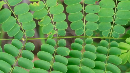 Moringa leaves, derived from the moringa oleifera tree, are vibrant green in color and renowned for their exceptional nutritional value