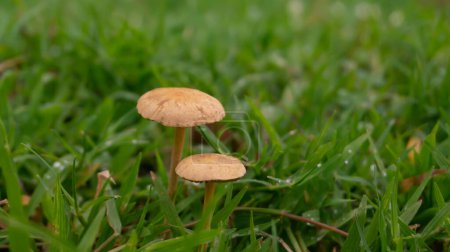 Mushrooms flourishing amidst a bed of lush grass. These mushrooms exhibit a diverse range of shapes and hues, emerging from the damp, nutrient-rich soil nestled within the verdant expanse of the grass