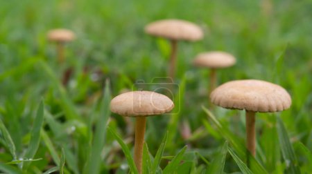 Setas florecientes en medio de una cama de hierba exuberante. Estos hongos exhiben una amplia gama de formas y matices, que emergen del suelo húmedo y rico en nutrientes ubicado dentro de la extensión verde de la hierba