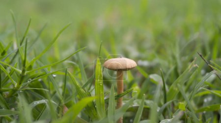 Photo for Mushrooms flourishing amidst a bed of lush grass. These mushrooms exhibit a diverse range of shapes and hues, emerging from the damp, nutrient-rich soil nestled within the verdant expanse of the grass - Royalty Free Image