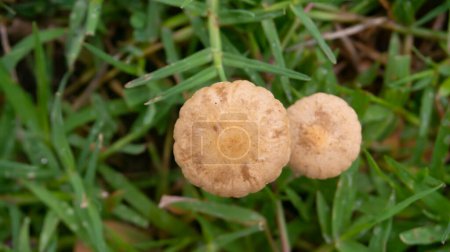 Champignons fleurissant au milieu d'un lit d'herbe luxuriante. Ces champignons présentent une variété de formes et de teintes, émergeant du sol humide et riche en nutriments niché dans l'étendue verdoyante de l'herbe.