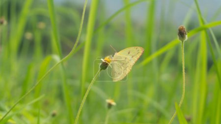 Una mariposa se posa graciosamente sobre una brizna de hierba en un prado sereno. Los colores vibrantes de sus alas contrastan maravillosamente con el verde de la hierba.