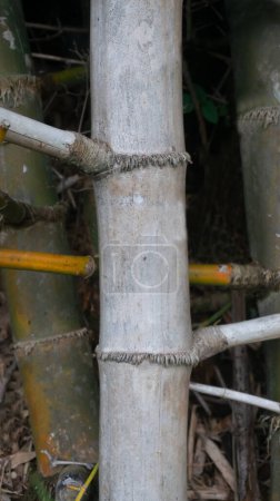 Bamboo stems are tall, slender, and cylindrical, with distinct joints or nodes along their length