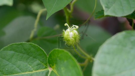 Passiflora foetida, commonly known as stinking passionflower or wild maracuja, is a species of flowering vine native to the tropical regions of the Americas