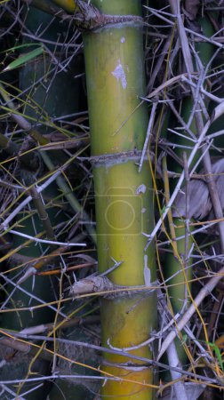 Bamboo stems are tall, slender, and cylindrical, with distinct joints or nodes along their length