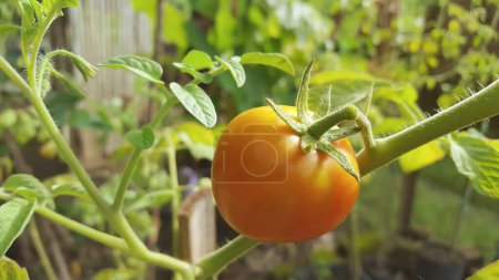 El tomate, científicamente conocido como Solanum lycopersicum, es una fruta popular a menudo conocida como verdura debido a sus usos culinarios.