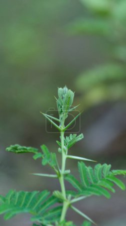 Porlieria microphylla, une des plantes aux épines pointues qui est bénéfique pour la santé en faisant bouillir les feuilles