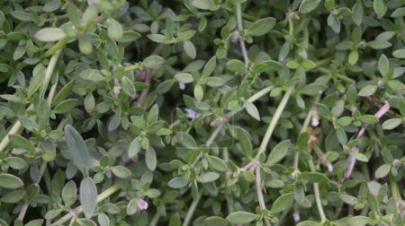 Satureja montana, communément appelée sarriette d'hiver, est représentée sur cette photographie vibrante. Cette plante vivace est réputée pour ses usages culinaires et médicinaux