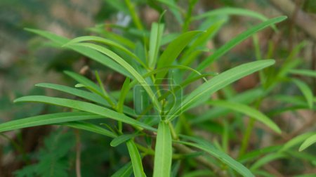 Tarragon or Artemisia dracunculus is one of the great culinary herbs. It is a kitchen staple in French cuisine and fondly called the King of Herbs