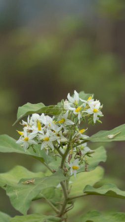 Solanum torvum, gemeinhin als Truthahnbeere oder wilde Aubergine bekannt, ist Gegenstand dieses fesselnden Fotos. Diese tropische Pflanze trägt kleine, grüne Früchte, die Miniatur-Auberginen ähneln