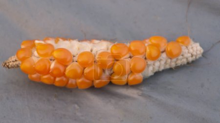 Die verheerenden Auswirkungen der Stunt-Krankheit auf Maiskulturen werden aufgedeckt.